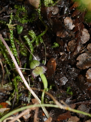 Corybas vitreus