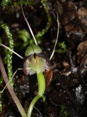 Corybas vitreus