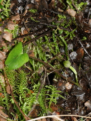 Corybas vitreus