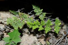 Oeosporangium