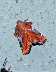 Hypocosmia pyrochroma