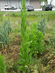 Plectocephalus americanus