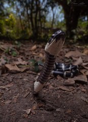 Tropidodipsas fasciata