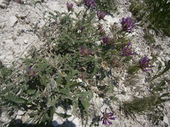 Astragalus lasioglottis