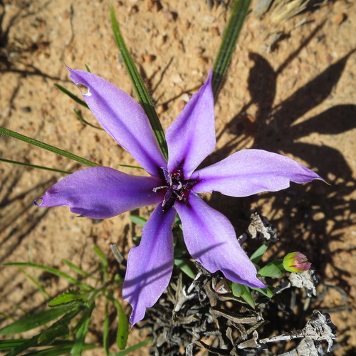 Image of Babiana radiata by no rights reserved