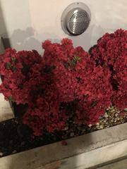 Rhododendron ponticum