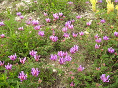 Astragalus lasioglottis