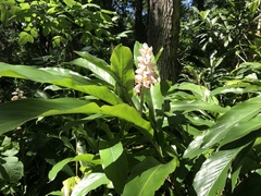 Alpinia zerumbet