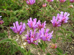 Astragalus lasioglottis
