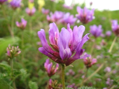 Astragalus lasioglottis