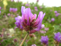 Astragalus lasioglottis