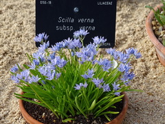 Scilla verna verna