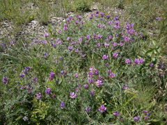 Astragalus lasioglottis