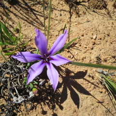Babiana radiata