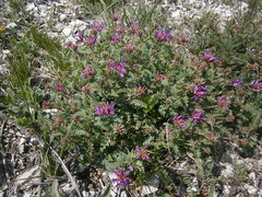 Astragalus lasioglottis