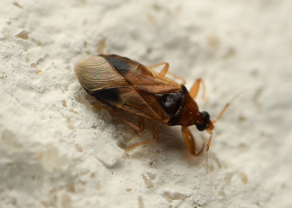 Minute pirate bug