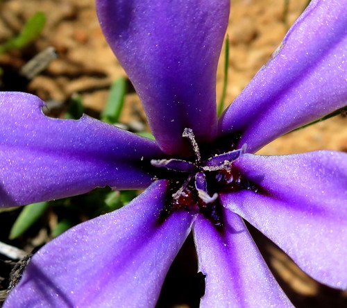 Image of Babiana radiata by no rights reserved