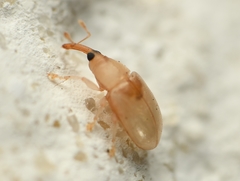 Notolomus basalis