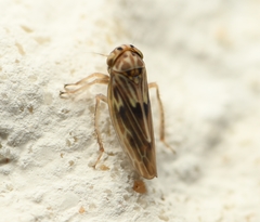 Agallia albidula