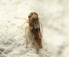 Agallia albidula