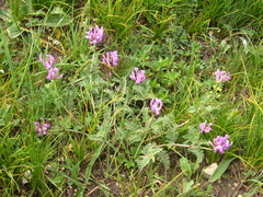 Astragalus lasioglottis