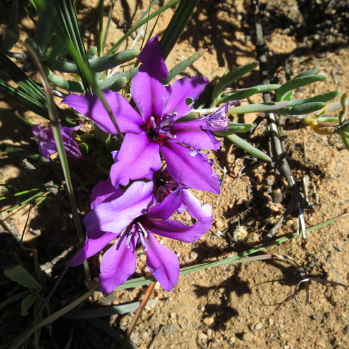 Image of Babiana radiata by no rights reserved