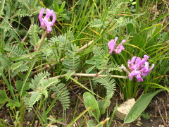 Astragalus lasioglottis