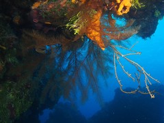 Plumapathes pennacea