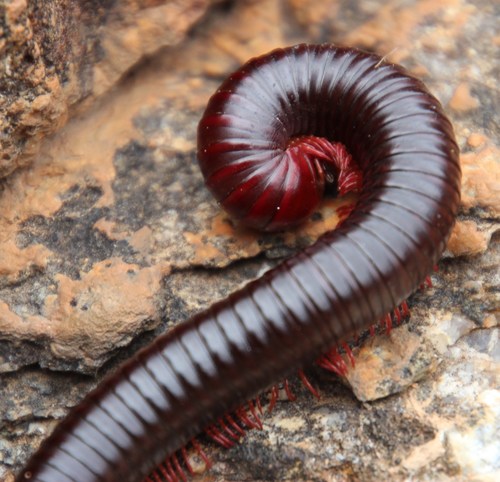 Harpagophora monodus