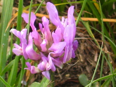 Astragalus lasioglottis