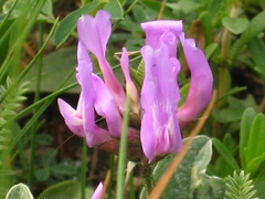 Astragalus lasioglottis