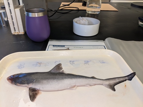 Brazilian sharpnose shark (Rhizoprionodon lalandii) — Carcharhinidae — 2