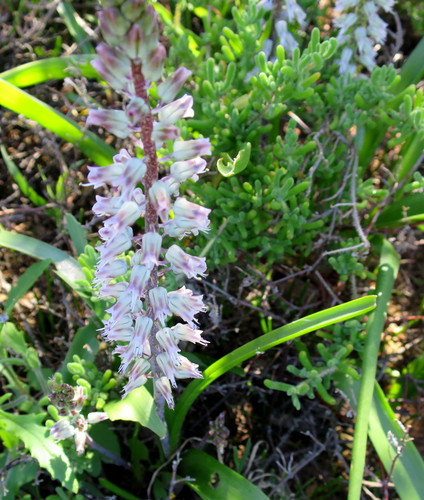 Lachenalia haarlemensis