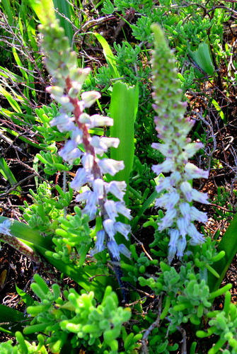 Lachenalia haarlemensis