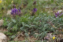 Astragalus lasioglottis