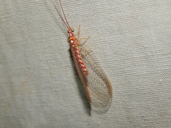 Dysochrysa furcata