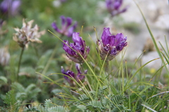 Astragalus lasioglottis