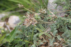 Astragalus lasioglottis