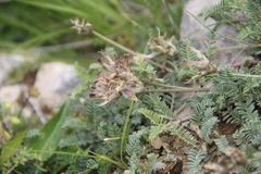 Astragalus lasioglottis
