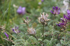 Astragalus lasioglottis