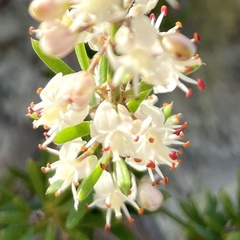 Asparagus lignosus
