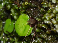Corybas hatchii