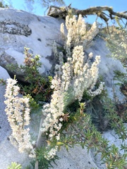 Asparagus lignosus