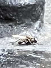 Musca domestica