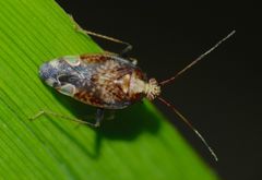 Chinamiris indeclivis