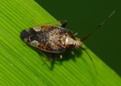 Chinamiris indeclivis