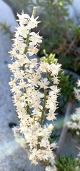 Asparagus lignosus