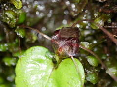 Corybas hatchii