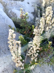 Asparagus lignosus
