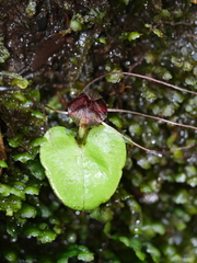 Corybas hatchii
